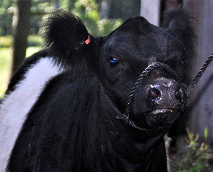 black and white cows